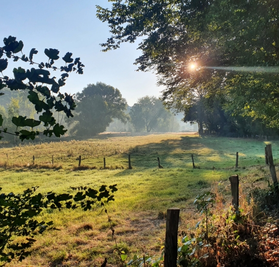 Ein lichtdurchfluteter Waldweg