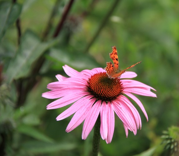 Marie-Ann von Detten stellt sich vor