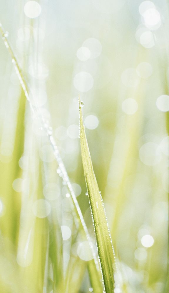 ein Auschnitt von Tau auf einer grünen Wiese